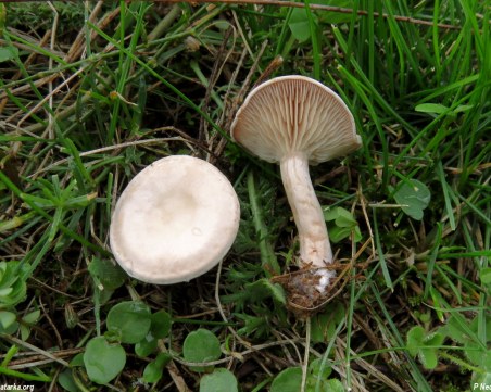 Натровеното семейство с гъби все още е в реанимацията