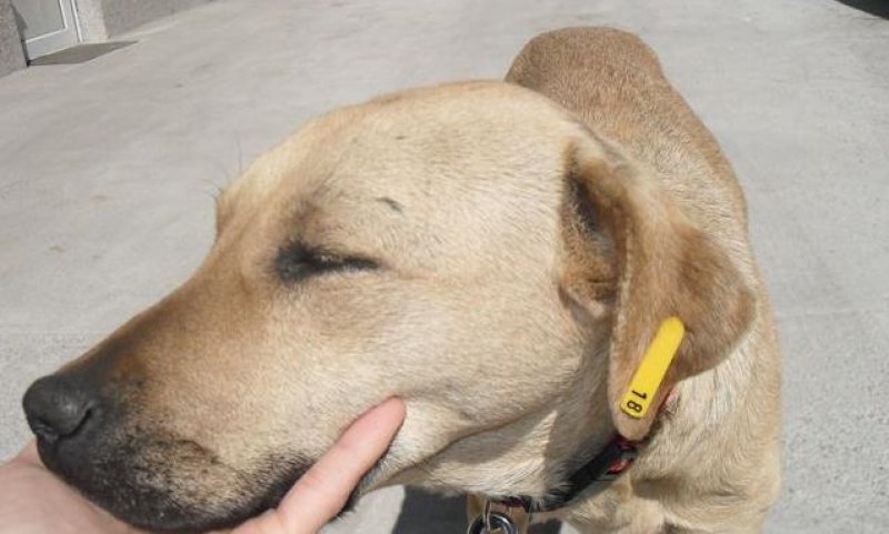 Мъж преби жестоко кучето на приятел! Грозят го до 3 години затвор