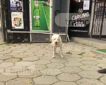 Уплашено куче се лута на централен булевард в Пловдив! Някой познава ли го? СНИМКИ