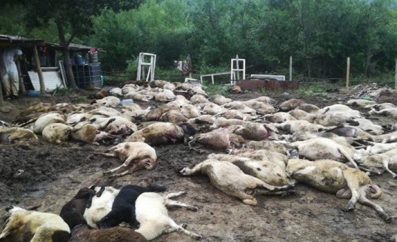 Отлагат планираната евтаназията на кози и овце днес