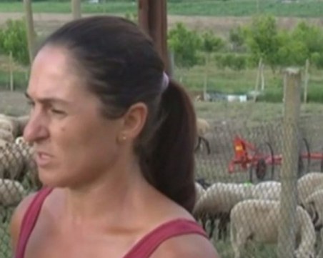 Собственичка на стадо в Болярово:Откакто са взети пробите, нито 1 животно не ми е умряло