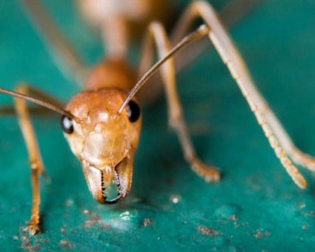Toп 10 на най-болезнените ужилвания от насекоми ВИДЕО