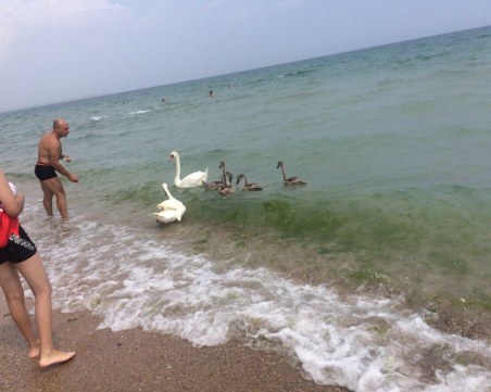 Туристи и лебеди плуват заедно на плажа на Крапец