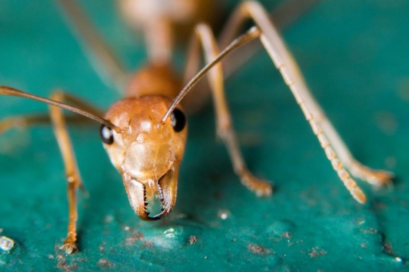 Toп 10 на най-болезнените ужилвания от насекоми ВИДЕО
