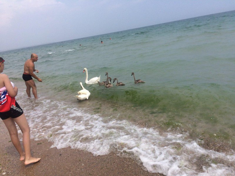 Туристи и лебеди плуват заедно на плажа на Крапец