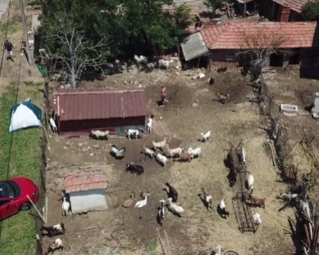 Полиция изведе доброволците от Шарково, пазещи стадото на баба Дора