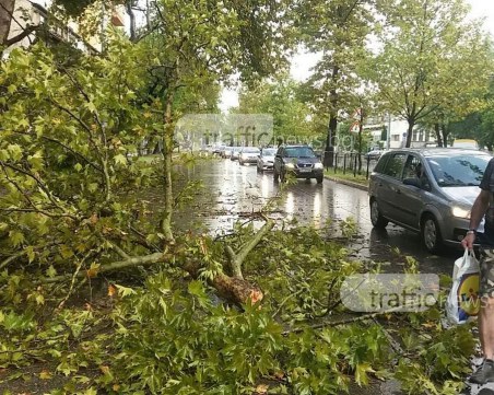 След пороя в Пловдив: Паднали клони блокираха главен булевард, градушка удари областта