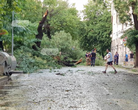 Центърът на Пловдив е блокиран, паднали дървета затвориха две улици СНИМКИ