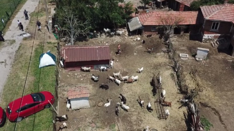 Полиция изведе доброволците от Шарково, пазещи стадото на баба Дора