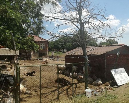 Изплатиха първите помощи по de minimis на засегнатите от чумата животновъди