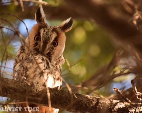 Експерти спасиха 15 птици от защитени видове край Пловдив