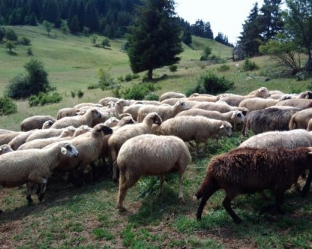 Продължава дезинфекцията на пътищата в Пловдивско заради чумата