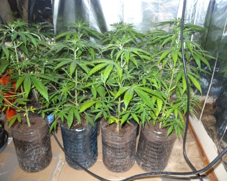 Задържаха млад мъж, отглеждал марихуана