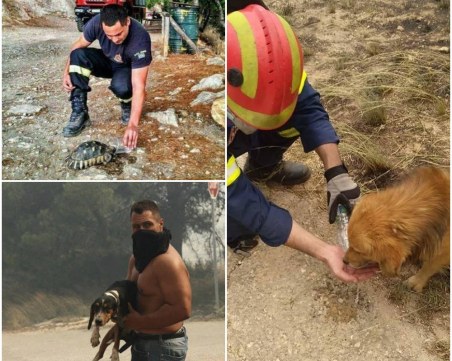 В огнената стихия: Пожарникари спасяват хора и животни край Атина  СНИМКИ