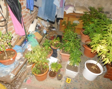 Спипаха “земеделец“, превърнал къщата си в оранжерия за марихуана СНИМКИ