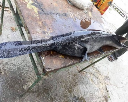 Откриха риба-чудо на брега в Първенец! Някой знае ли каква е? СНИМКИ