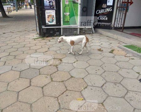 Продължава издирването на изгубено домашно куче. Ако можете, помогнете! СНИМКИ