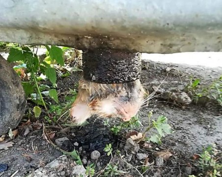 Пловдивски пожарникар спаси коте, умиращо заклещено в контейнер за смет СНИМКИ