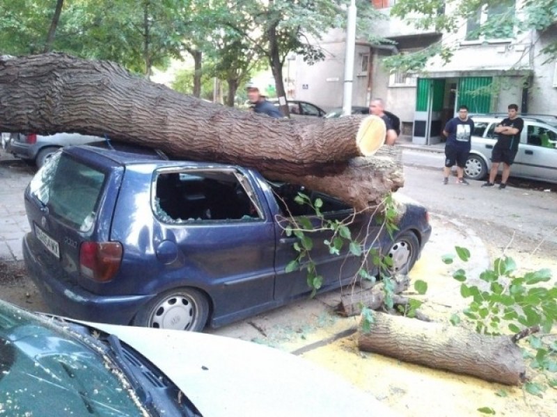 Дърво падна и премаза няколко автомобила в Пловдив СНИМКИ