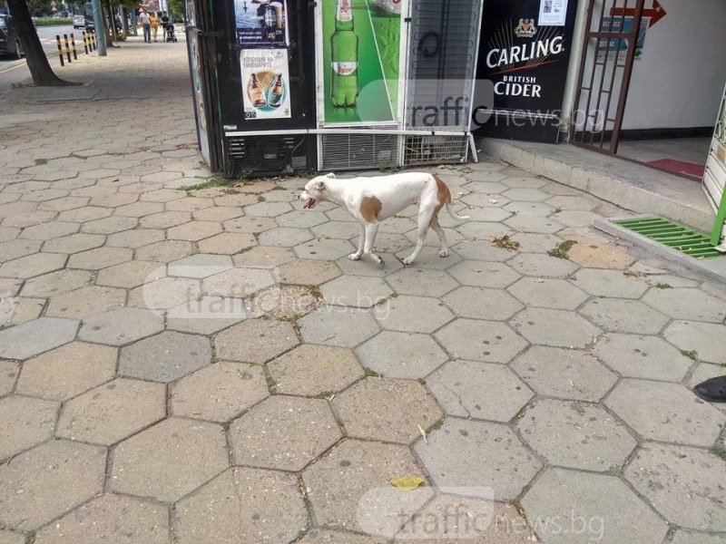 Продължава издирването на изгубено домашно куче. Ако можете, помогнете! СНИМКИ