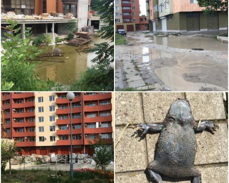 Блатото зад кметството на Тракия влиза в Натура 2000 или защо пловдивчани написаха “кърваво“ писмо на кмета Тотев?