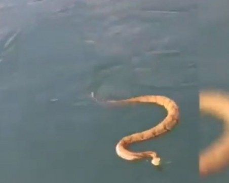 Гърмяща змия, плаваща във водата се опита да нападне лодка с деца ВИДЕО