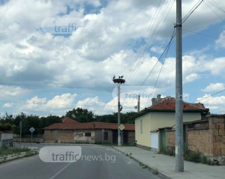Районът на Пловдив се пренасели с щъркели СНИМКИ