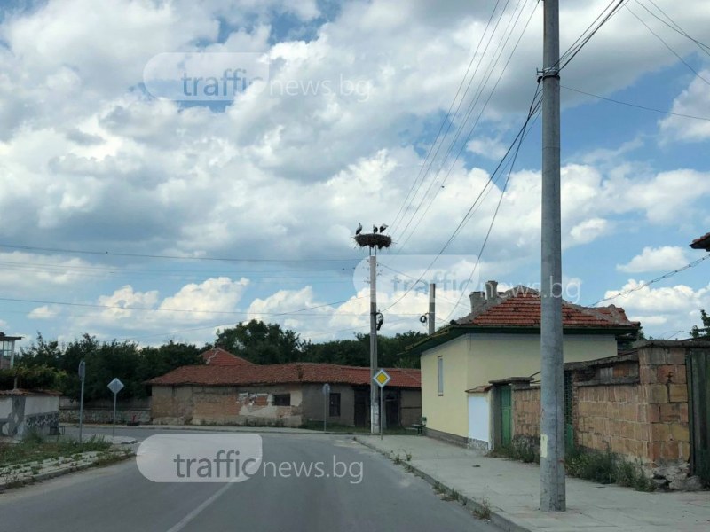 Районът на Пловдив се пренасели с щъркели СНИМКИ