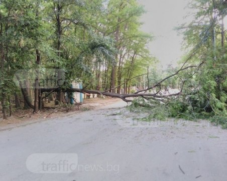 Клон падна върху две майки с колички, по чудо няма пострадали