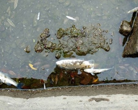 Мъртва риба изплува в Бачково, РИОСВ  проверява реката за замърсяване