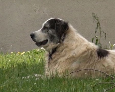 Масово отровени домашни и бездомни кучета в Сопот