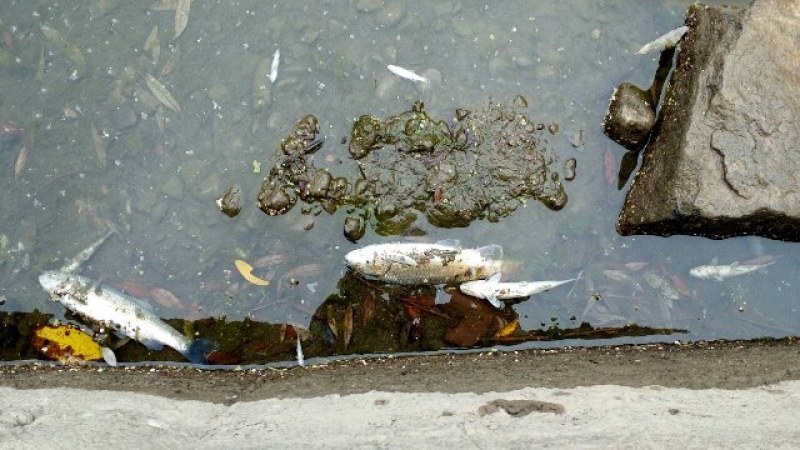 Мъртва риба изплува в Бачково, РИОСВ  проверява реката за замърсяване