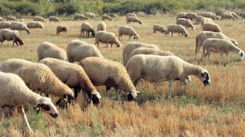 46 трупа на овце са били открити край водоем в русенско село