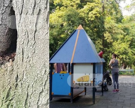 Опасно! Кошер със стършели се намърда до детска площадка на Бунарджика СНИМКИ