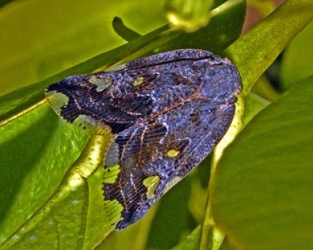 Пеперуда вампир стресна Истанбул