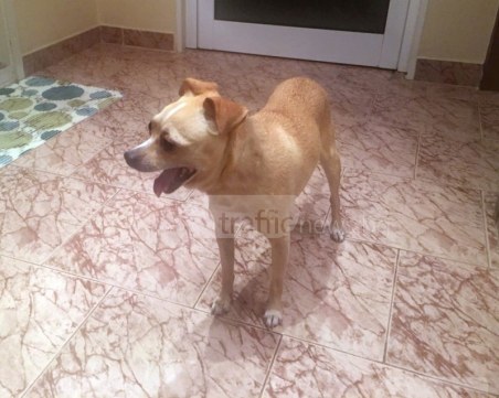 Пловдивчанин прибра загубено кученце - търсят се собствениците СНИМКИ