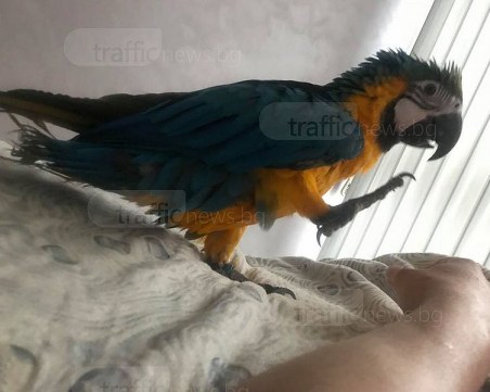 Пловдивчанин изгуби член на семейството си, предлага възнаграждение, ако някой го намери СНИМКА*