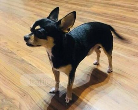 Изчезна Майки! Виждали ли сте го? СНИМКА