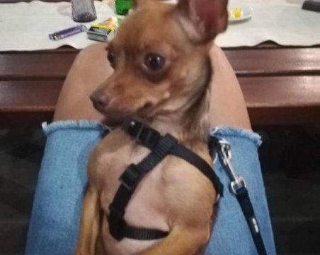 Кученце са загуби на автомагистрала Тракия, стопанката го търси СНИМКИ