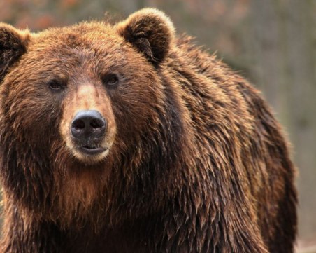Мечка нападна младежи в румънски град