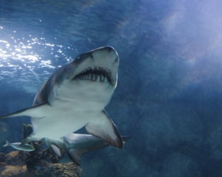 Акула уби турист в египетски курорт на Червено море