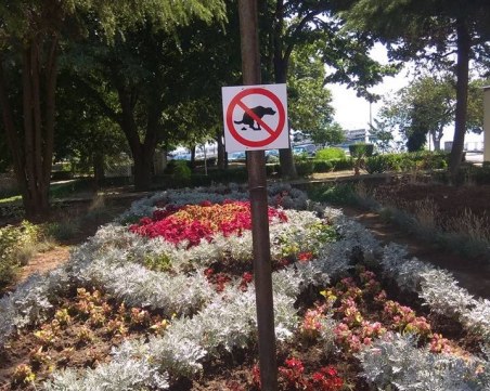 Всички кучета в Пловдив с памперси! Познайте на кого е идеята?