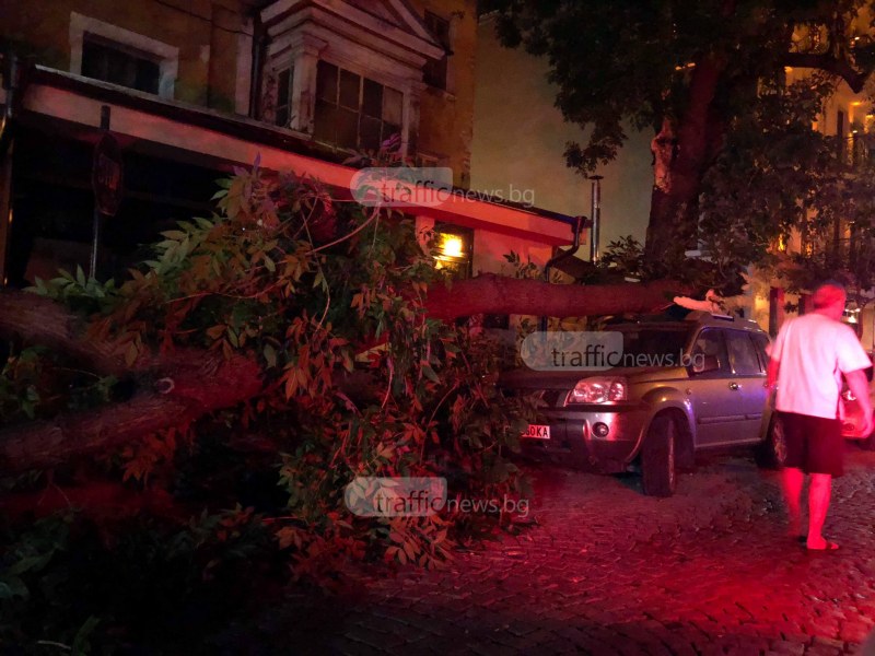 Дърво падна въху автомобил в центъра на Пловдив СНИМКИ