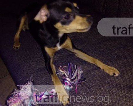 Пинчерът Чери изчезна, собственичката му предлага щедро възнаграждение СНИМКА