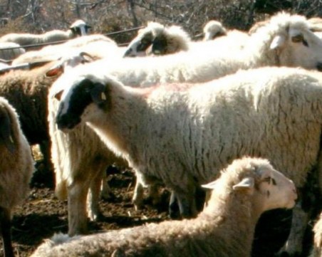 Спряха скандалната поръчка за чумата след намесата на Борисов