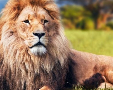 Тревога в Африка! Лъвовете изчезват с главоломна скорост