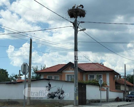 Волтова дъга причини смъртта на над 50 бели щъркела