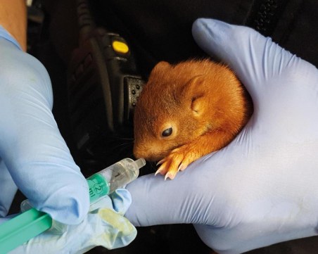 Бебе катерица преследва мъж, полицията го спаси