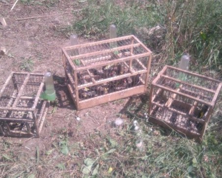 Експерти от РИОСВ – Пловдив спасиха 20 защитени диви пойни птици