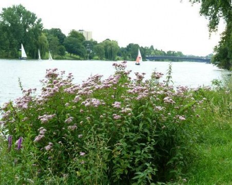 Недостиг на кислород погуби 20 тона риба